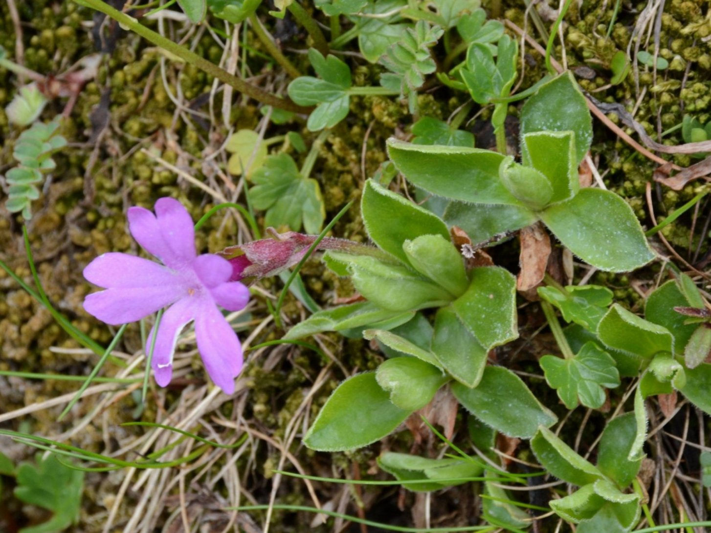 Primula integrifolia